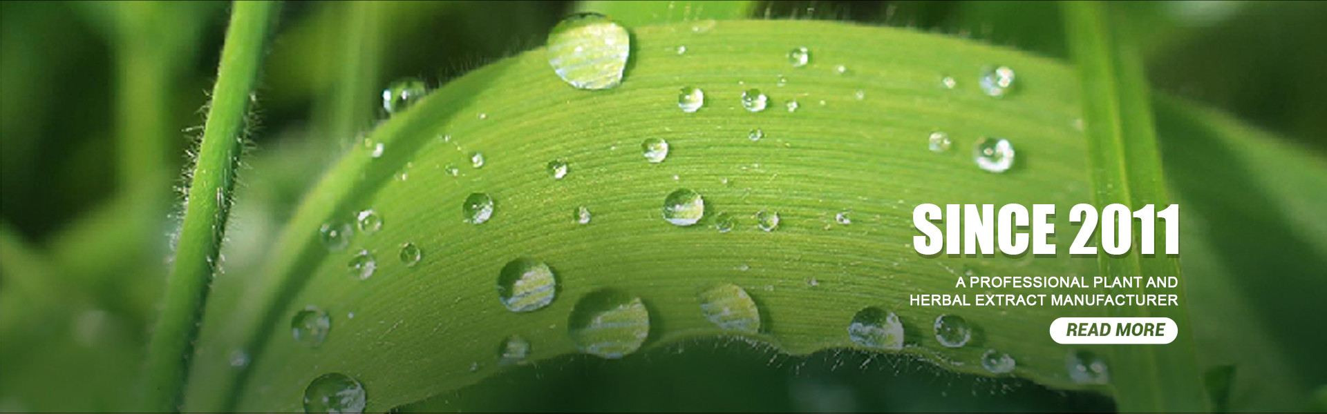 качество Порошок экстракта растений завод